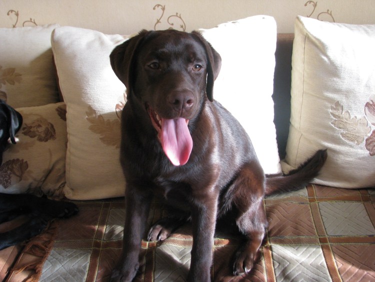 Щенки породы Курцхаар Краснодарский край