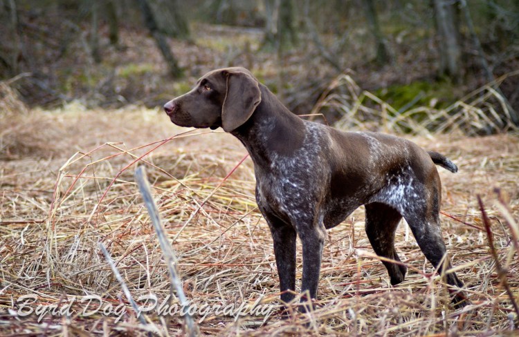 Пойнтер Курцхаар дратхаар