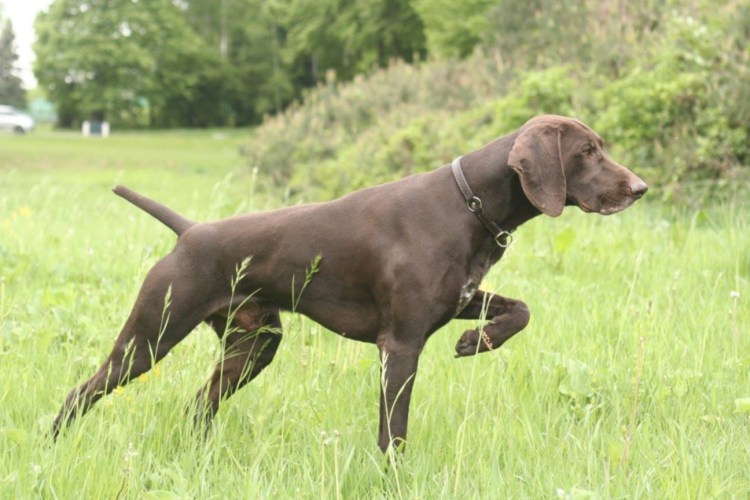 Пойнтер Курцхаар шоколадная