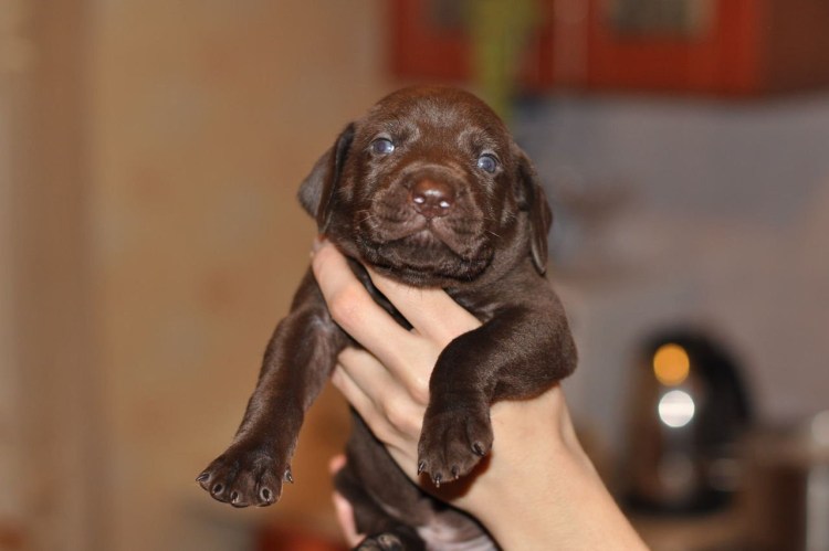 Курцхаар и лабрадор