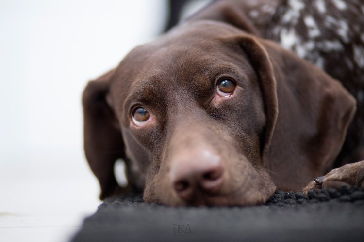 Курцхаар собака шоколадная