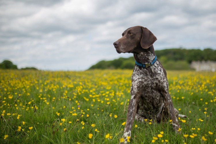 Немецкий Пойнтер шоколадный