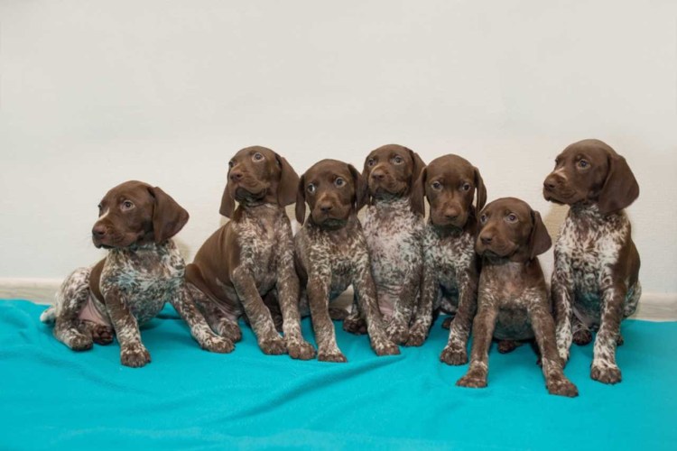 Немецкая легавая Курцхаар