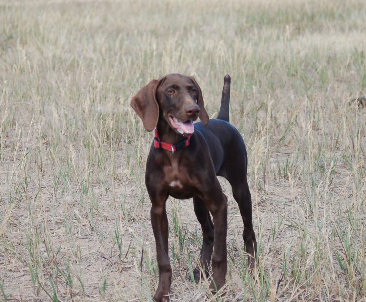 Немецкий Пойнтер шоколадный