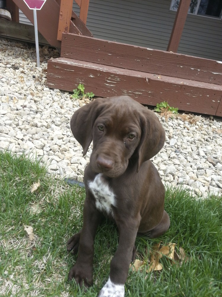 Немецкий Курцхаар коричневый