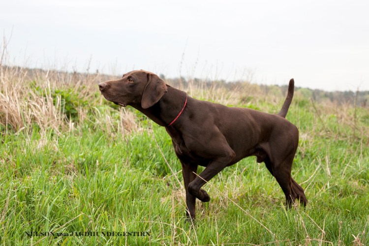 Щенок курцхаара 5 месяцев