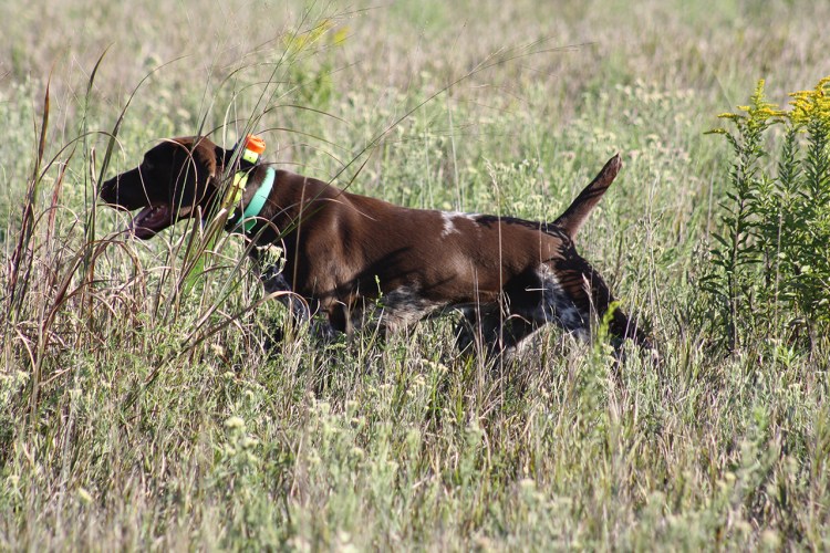 Самсон лабрадор шоколадный Видное