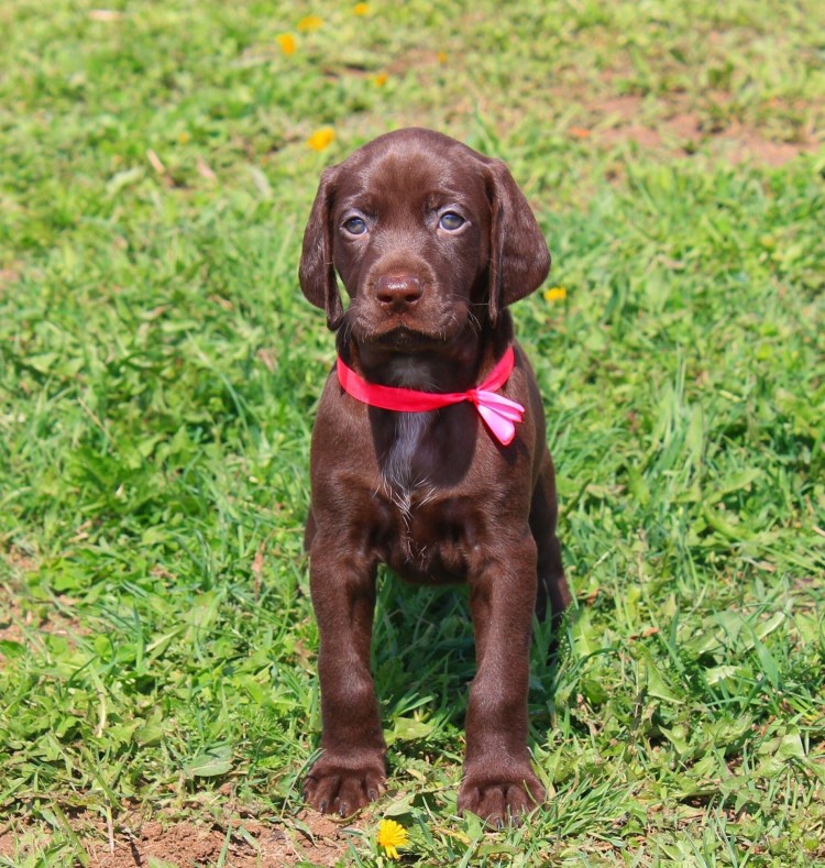 Курцхаар Виконт-Рей