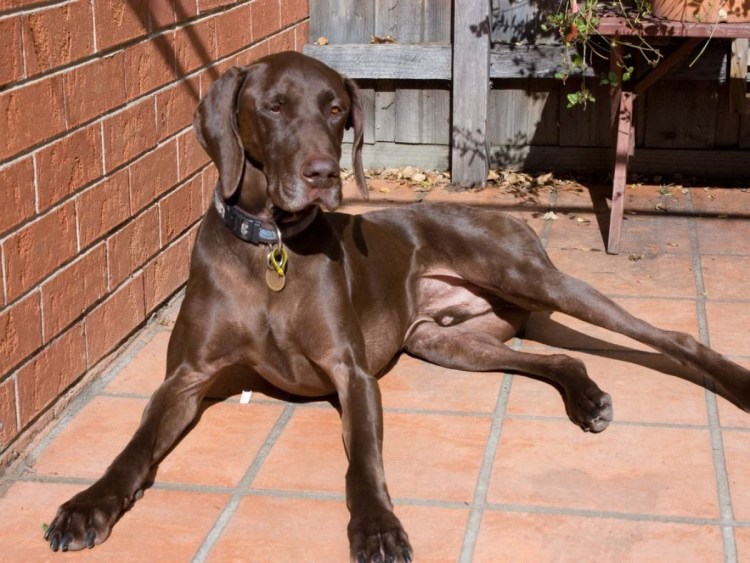 Немецкий Курцхаар коричневый