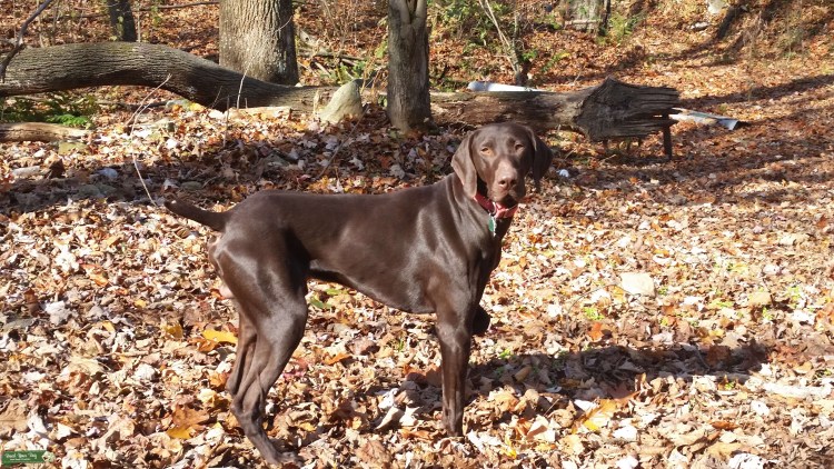 Курцхаар щенки