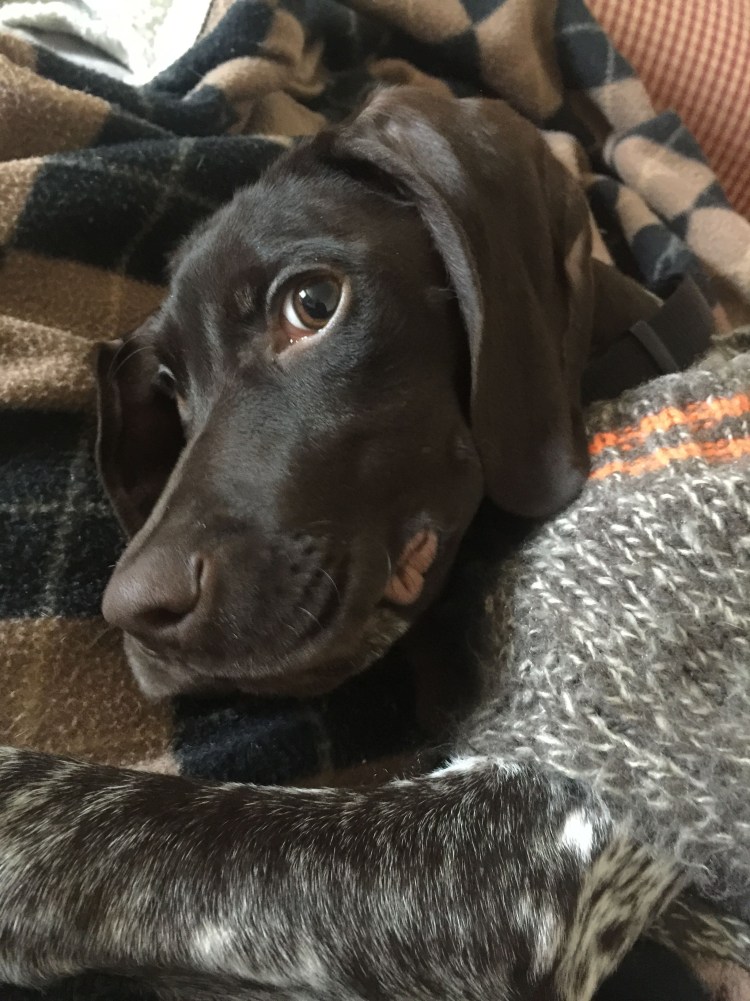 Курцхаар гладкошерстный