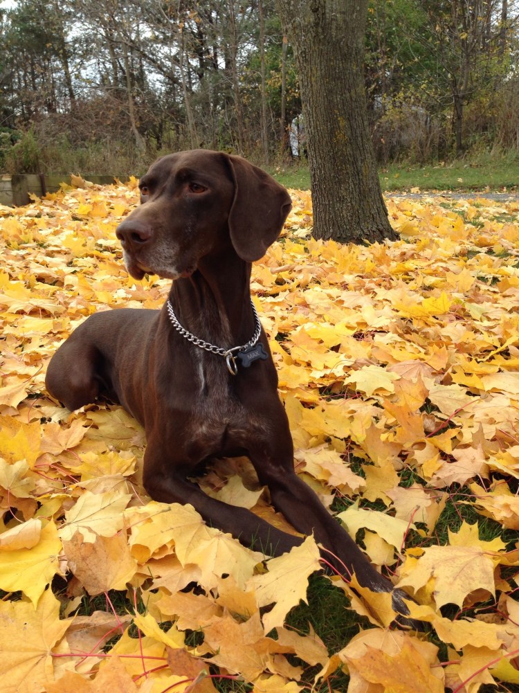 Курцхаар щенок 4 месяца