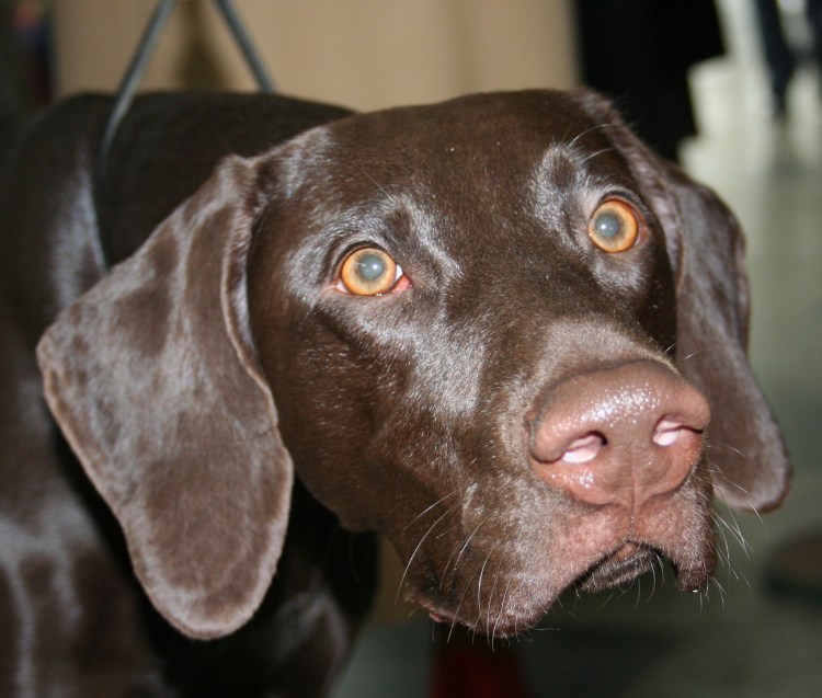 Курцхаар Шмель