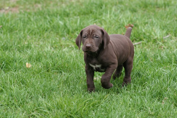 Курцхаар щенки