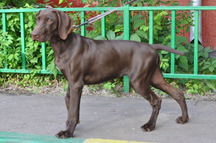 Сеттер Пойнтер Курцхаар