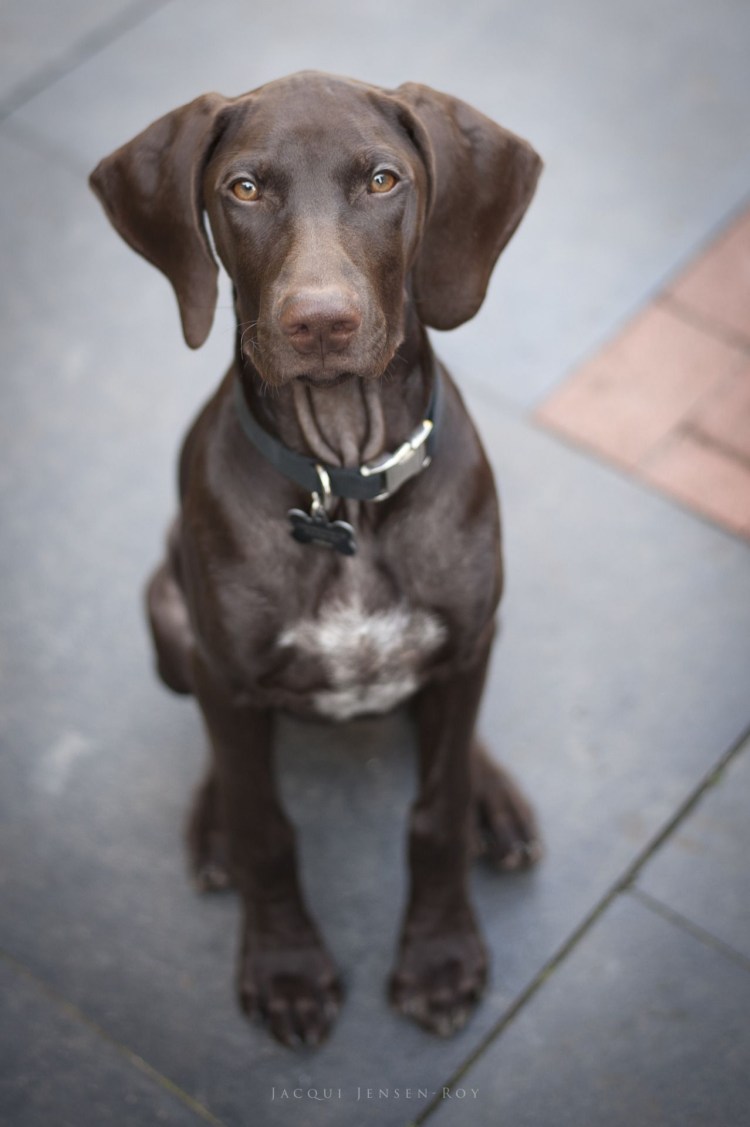 Курцхаар и лабрадор