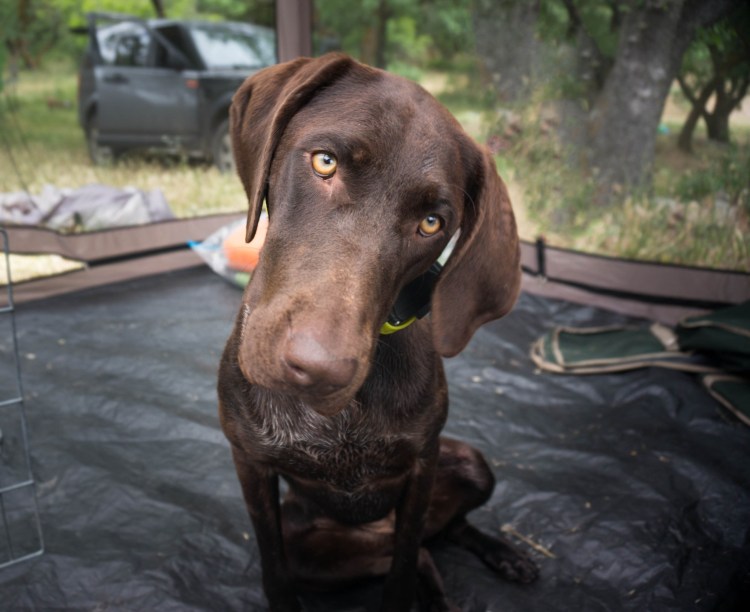 Курцхаар собака шоколадная