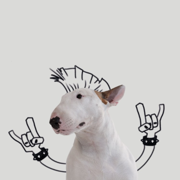 Бультерьер 100 лет питбуль