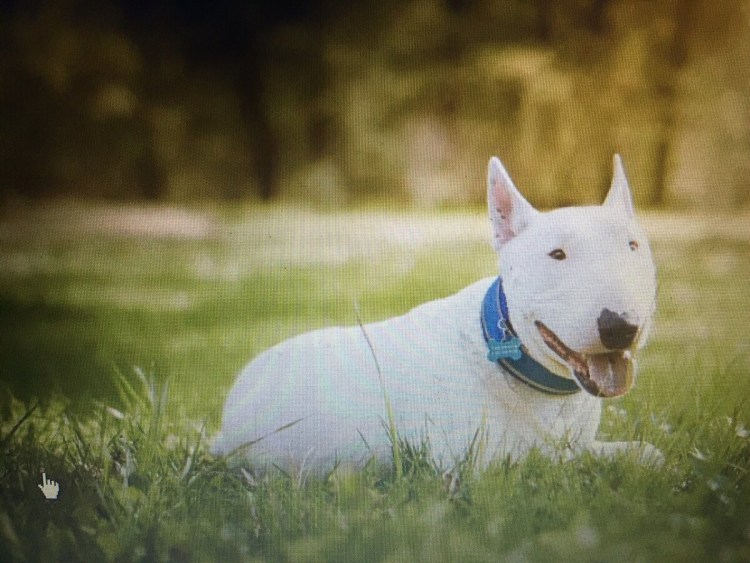 Бультерьер профиль