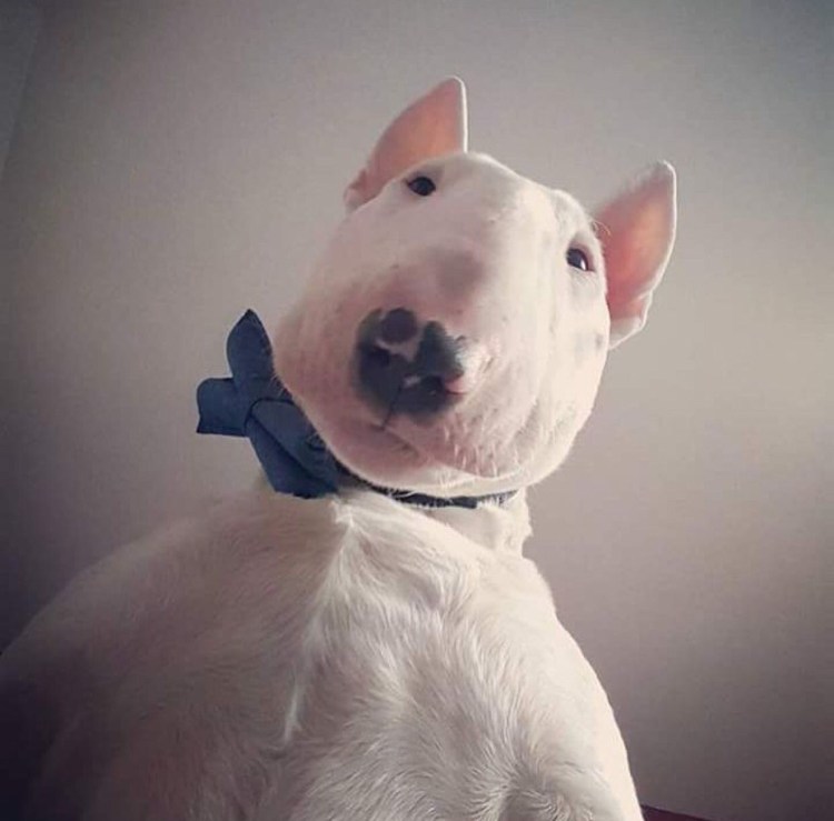 Бультерьер профиль