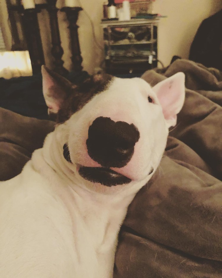 Бультерьер портрет