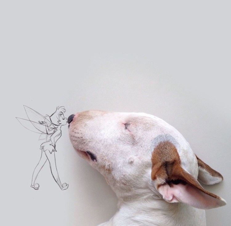 Бультерьер Эстетика