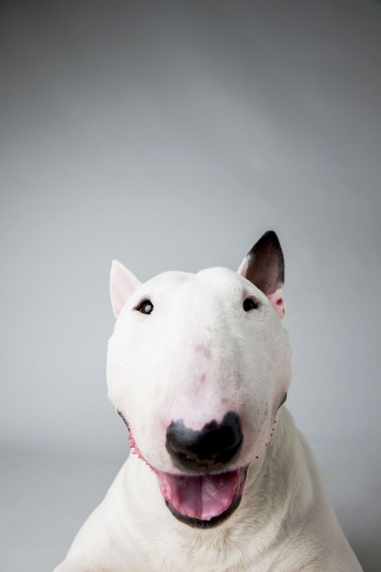 Порода собаки Джек бультерьер