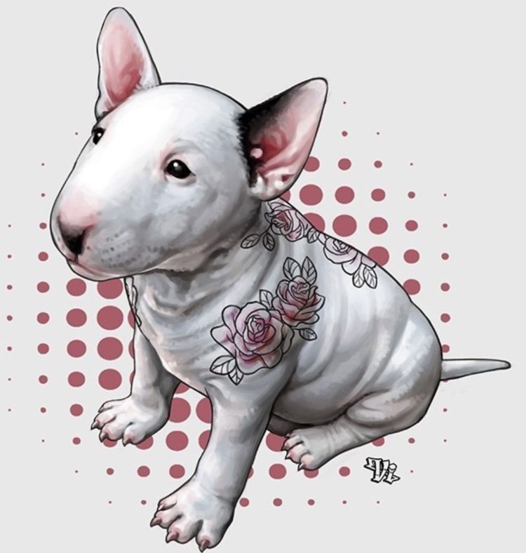 Аргентинский бультерьер