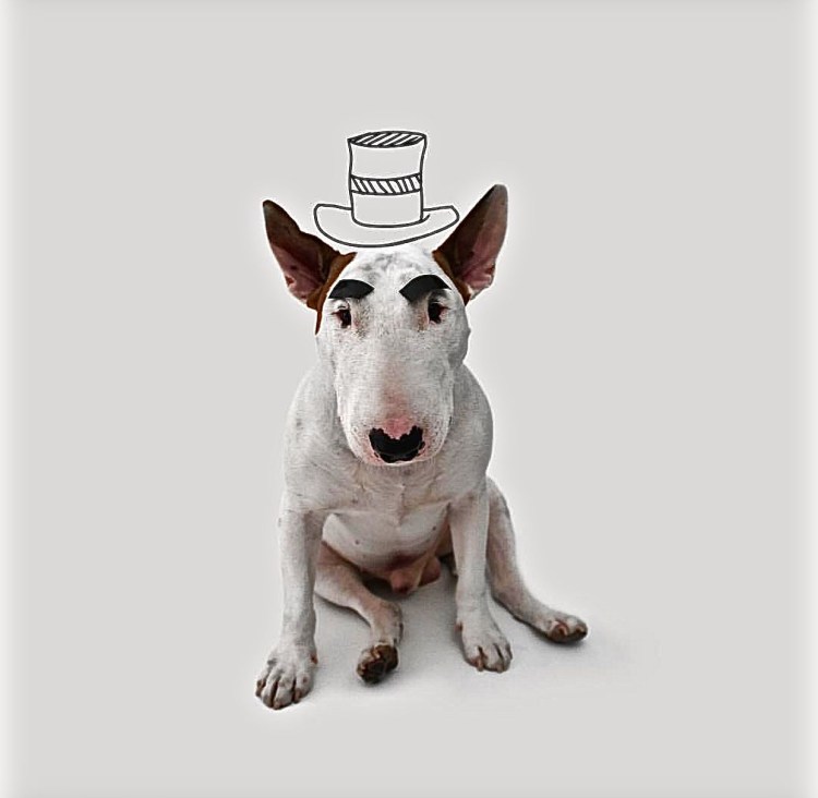 Терри бультерьер