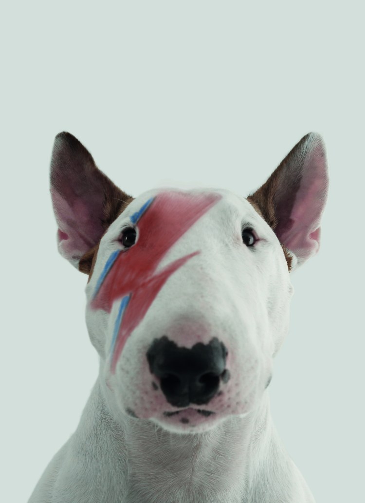 Футболка бультерьер