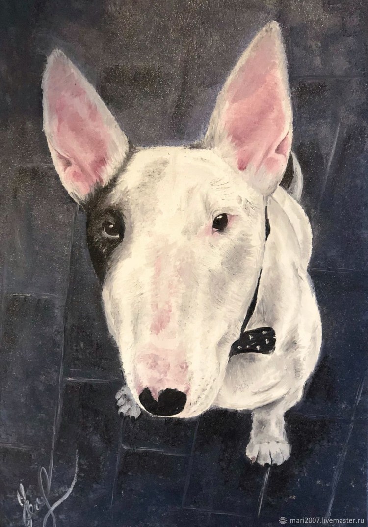 Бультерьер 1972