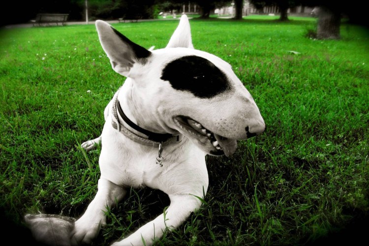 Бультерьер пятнистый