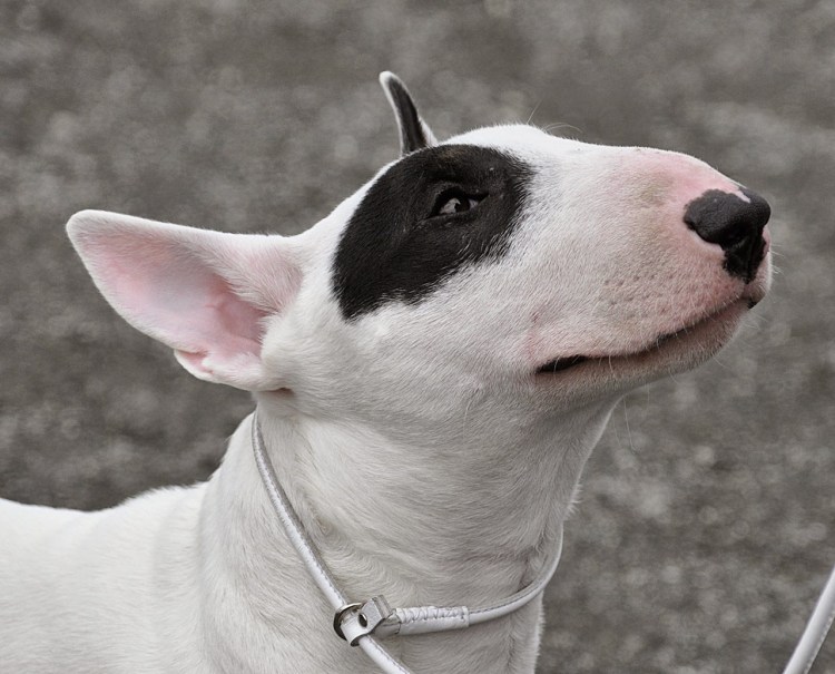 Бультерьер в семье