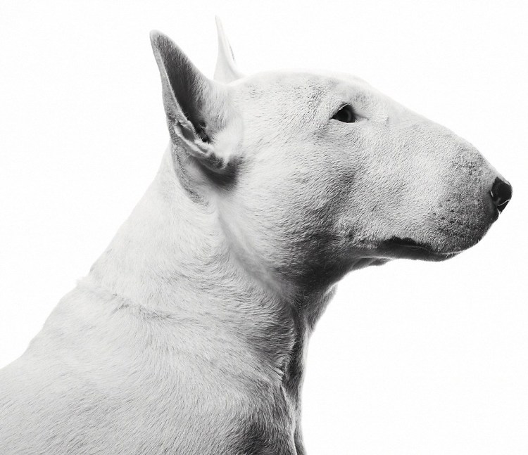 ДЖИММИ%20ЧУ%20 БУЛЬТЕРЬЕР