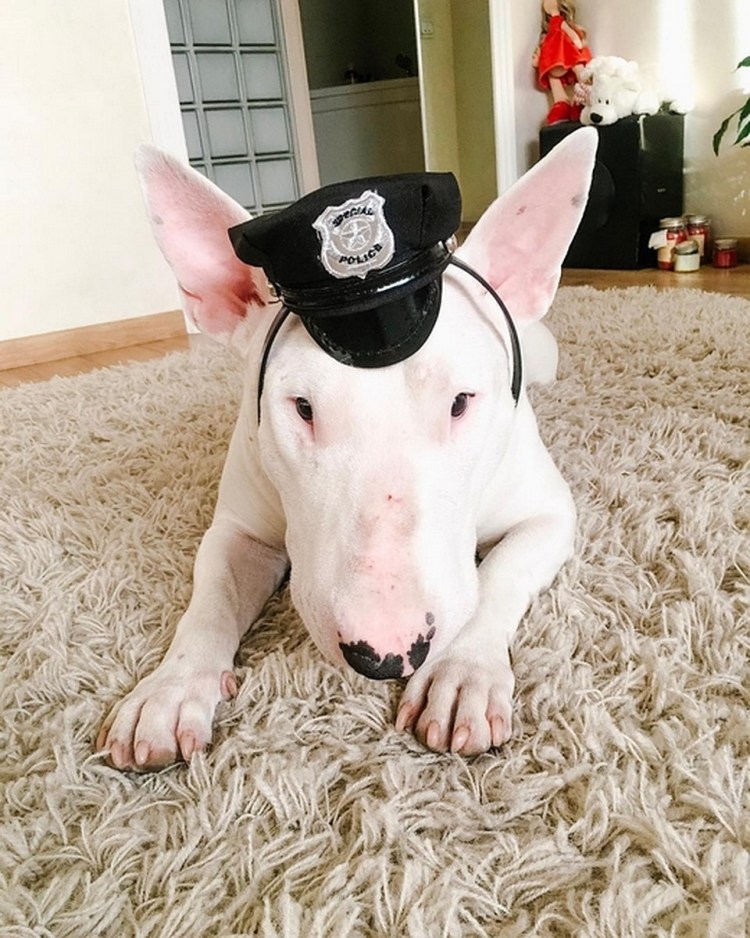 Собака рокер