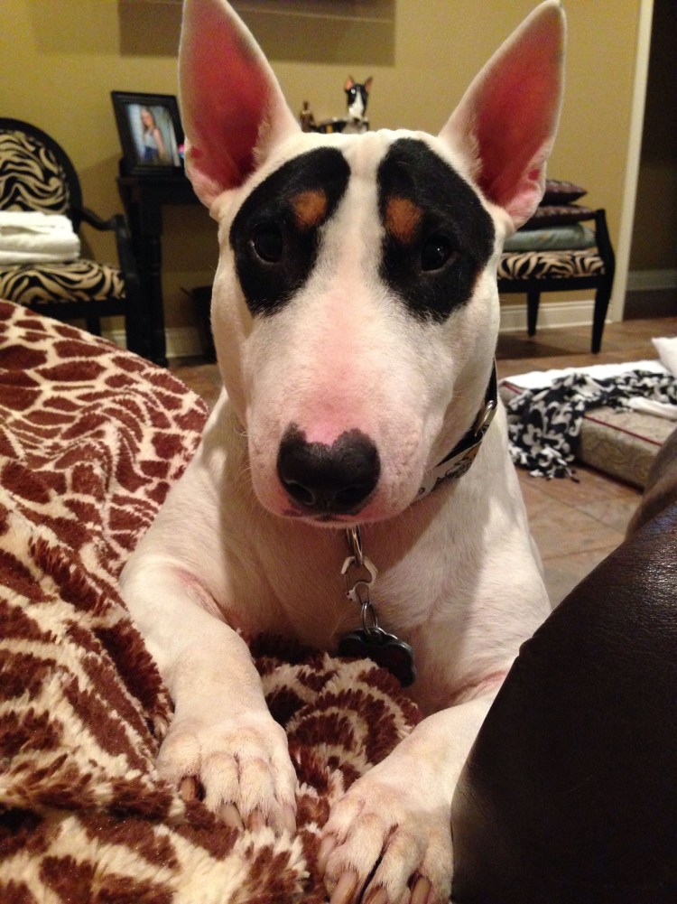 Бультерьер Джимми Чу