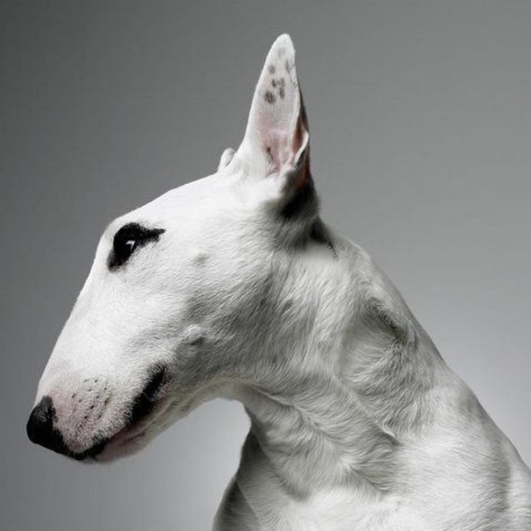 Питбуль и бультерьер