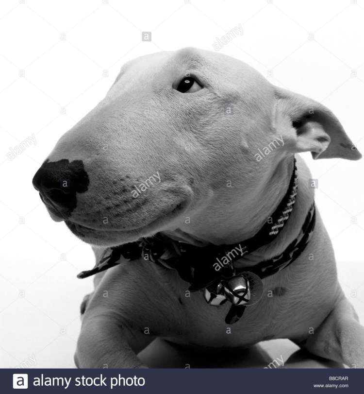 Бультерьер улыбается