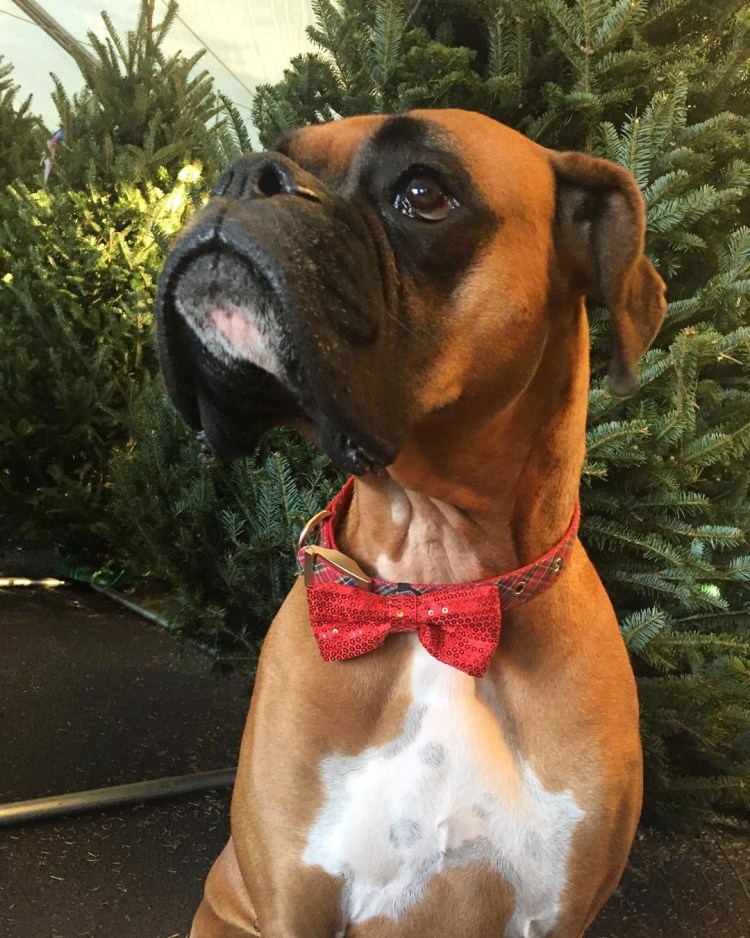 Боксёр собака с человеком