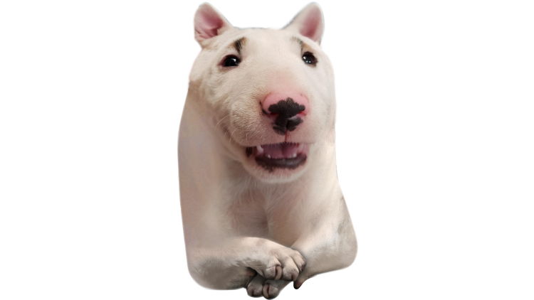 Страшные собаки бойцовых