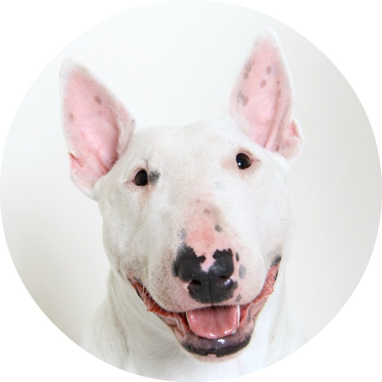 Смешная гавкающая собака