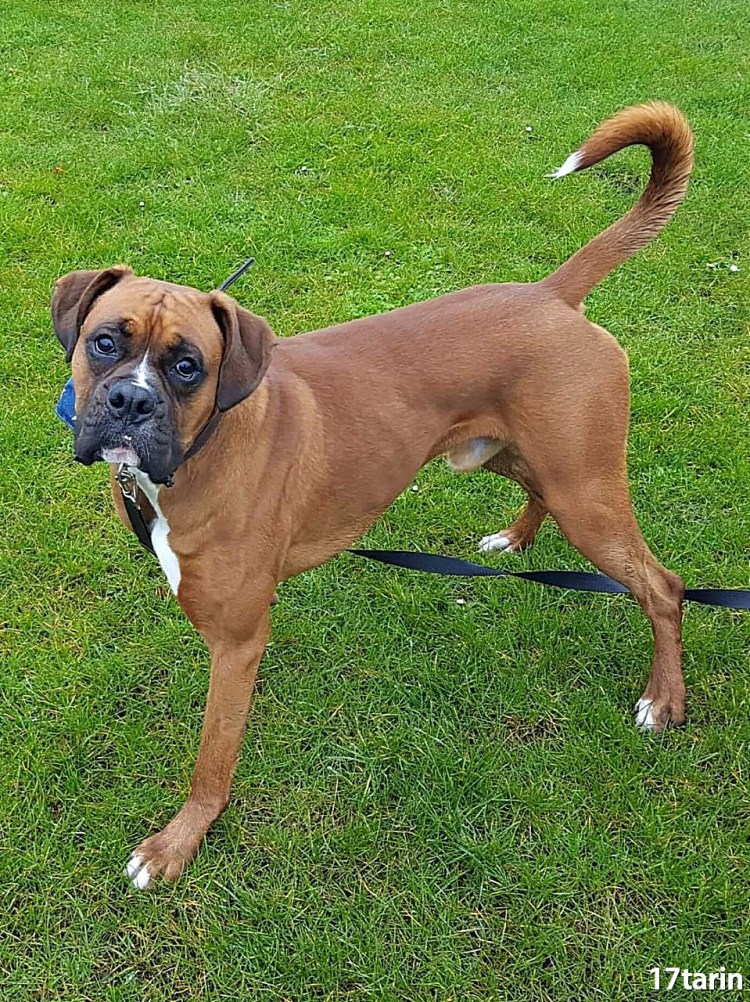 Хуч собака боксер