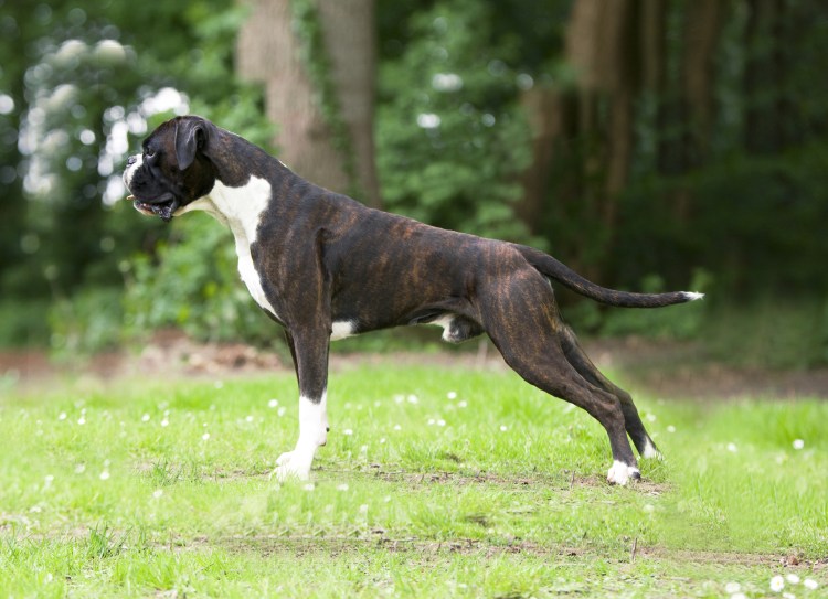 Собака породы боксер черный