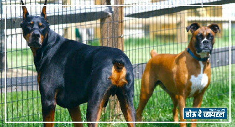 Боксер и Доберман
