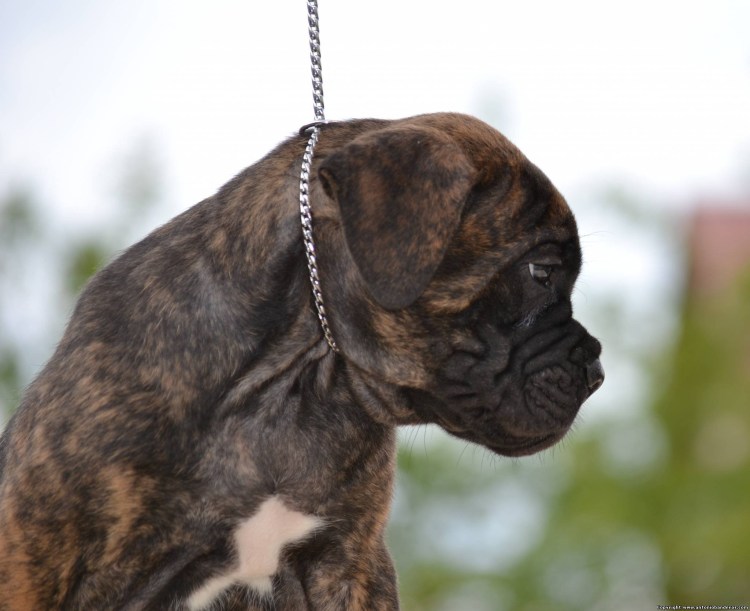 Боксёр собака рост