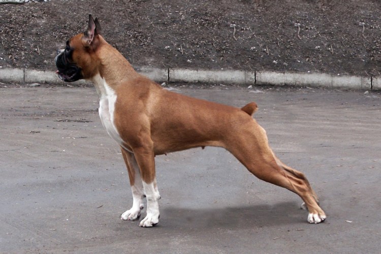 Немецкий боксер и Доберман