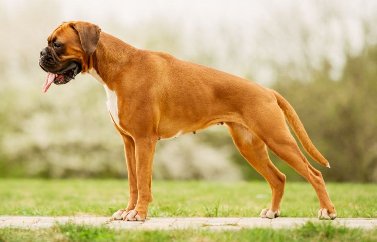 Мини боксер собака порода