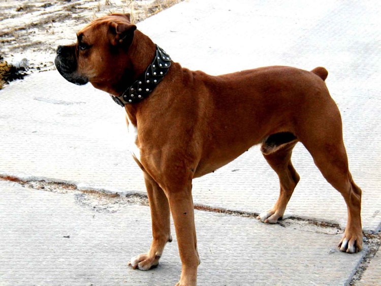 Порода боксер с купированными ушами и хвостом