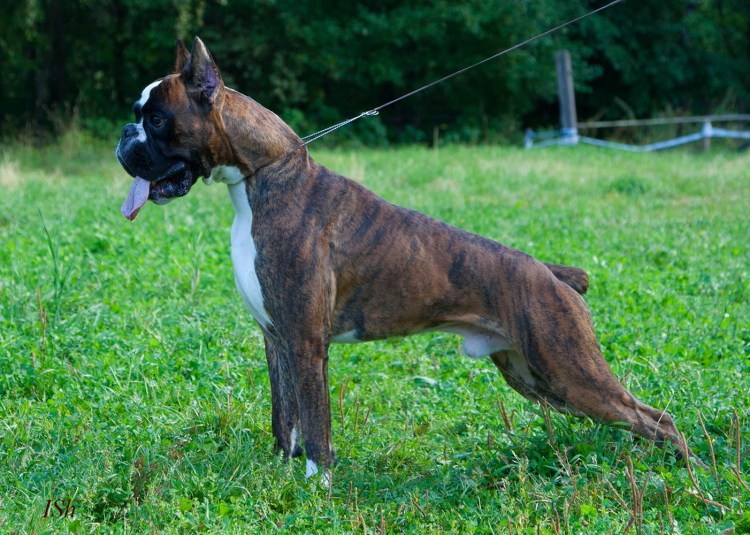 Немецкий боксёр