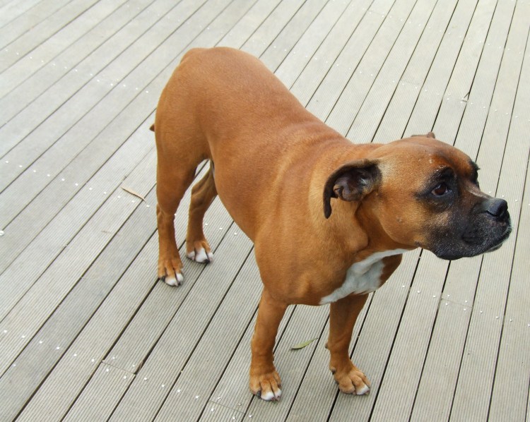 Собака боксер с длинной мордой